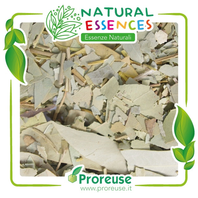 Eucalipto foglie intere    - 100 gr
