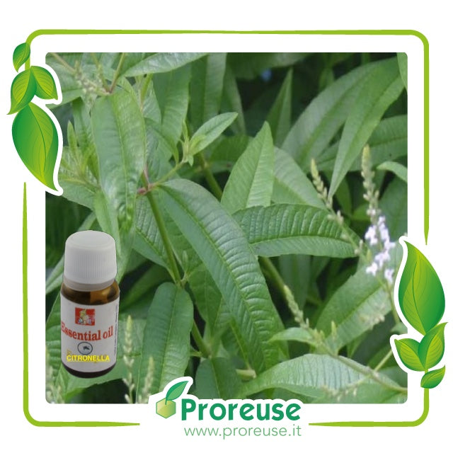 Fragranza  alla citronella, n.1 confezione da  10 ml